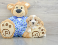 7 week old Maltipoo Puppy For Sale - Seaside Pups