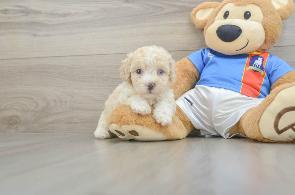 5 week old Maltipoo Puppy For Sale - Seaside Pups