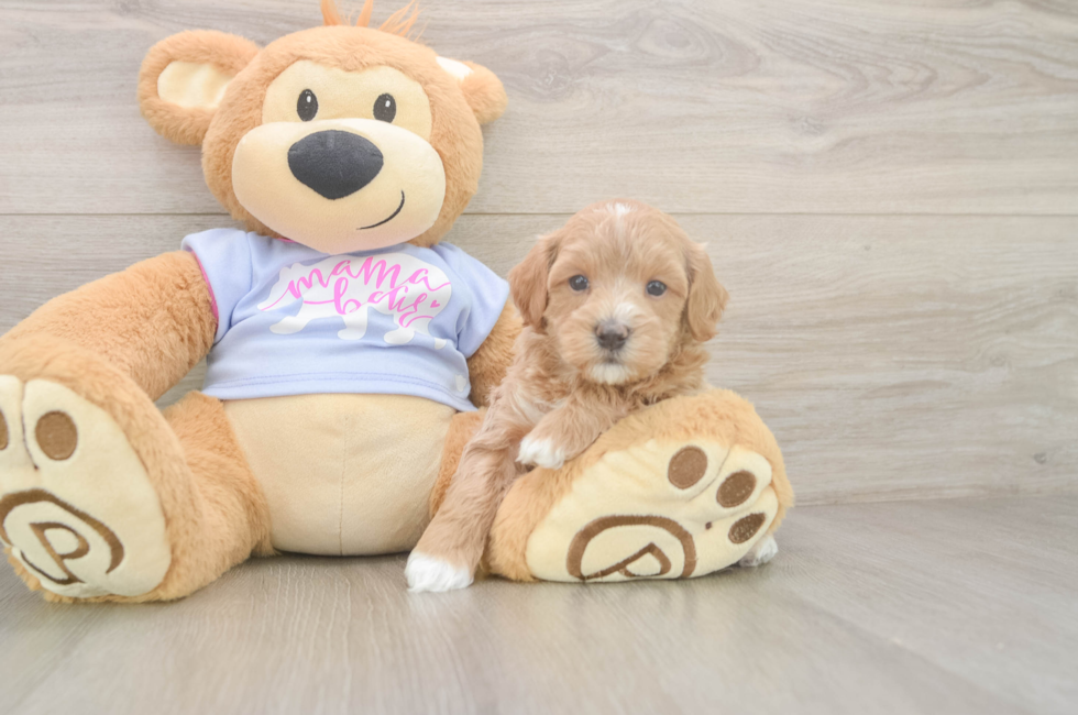 5 week old Maltipoo Puppy For Sale - Seaside Pups