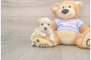 Maltipoo Pup Being Cute