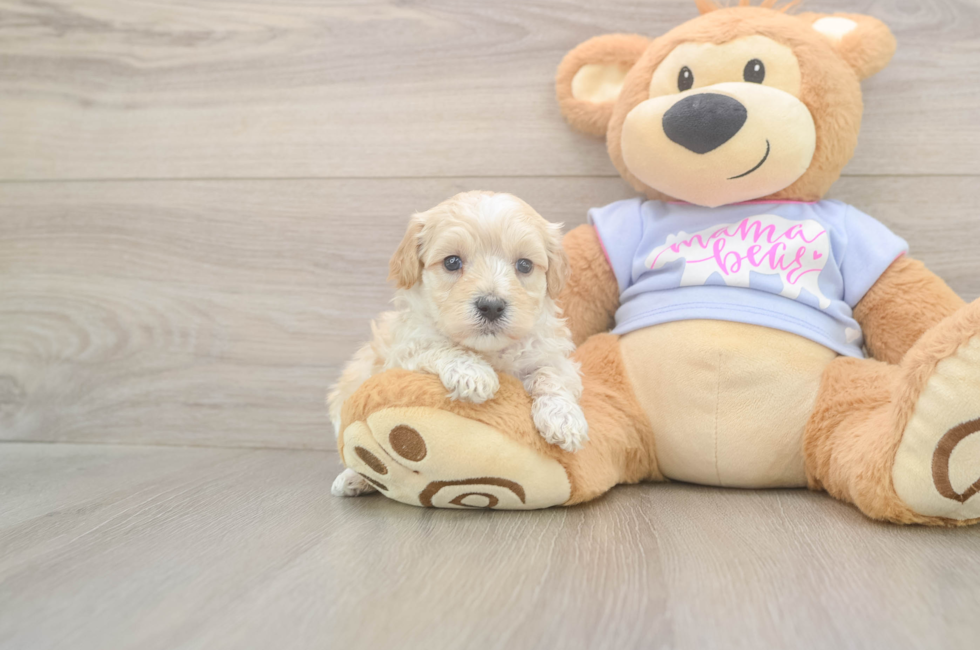 5 week old Maltipoo Puppy For Sale - Seaside Pups