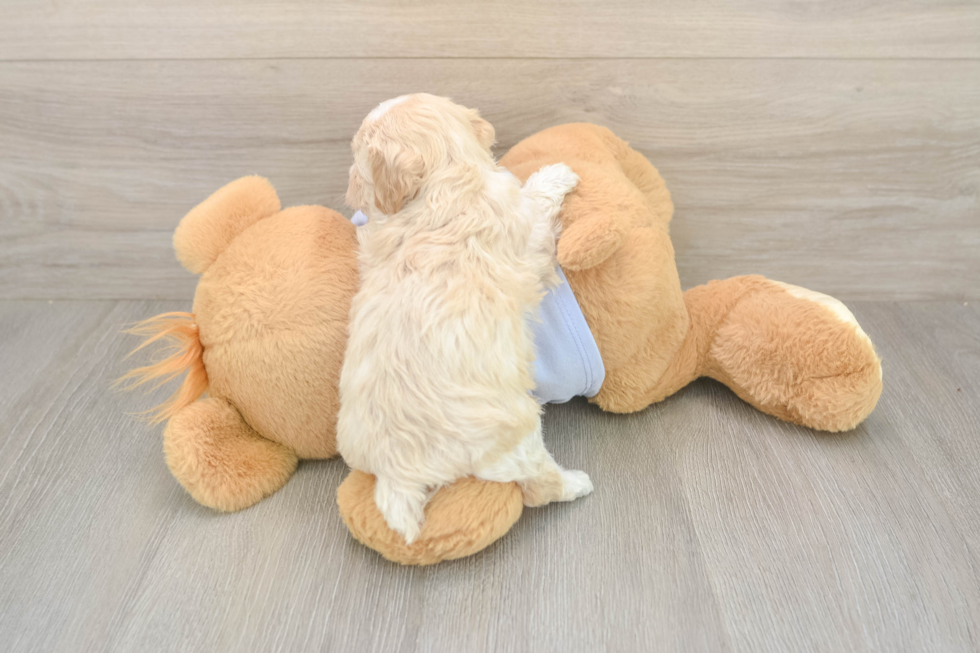 Happy Maltipoo Baby