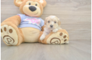 Small Maltipoo Baby
