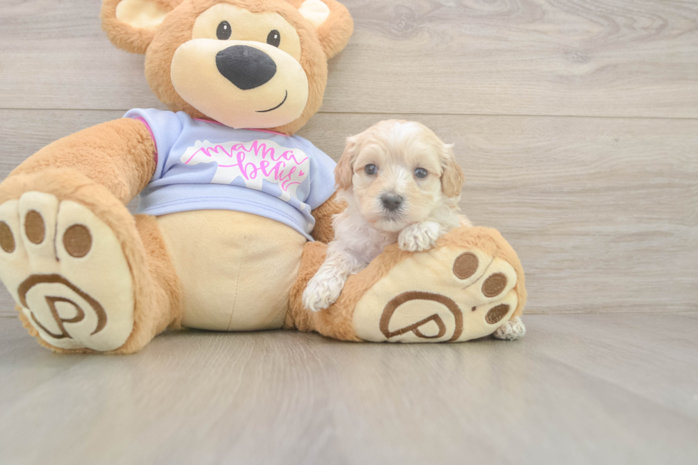 Small Maltipoo Baby