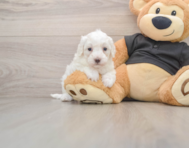 7 week old Maltipoo Puppy For Sale - Seaside Pups