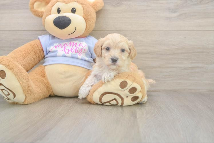 Maltipoo Puppy for Adoption