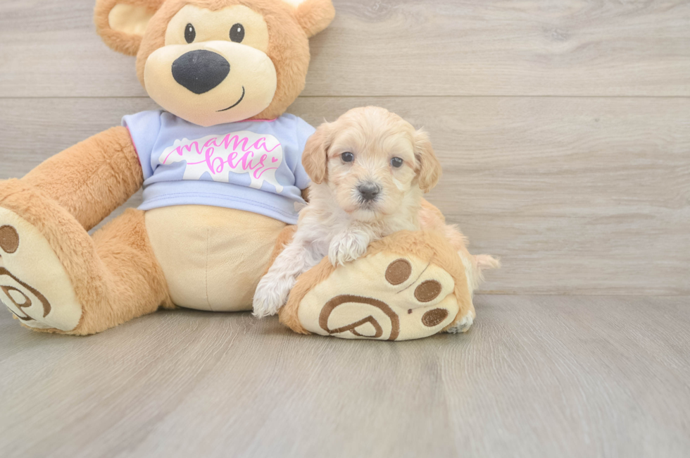 5 week old Maltipoo Puppy For Sale - Seaside Pups