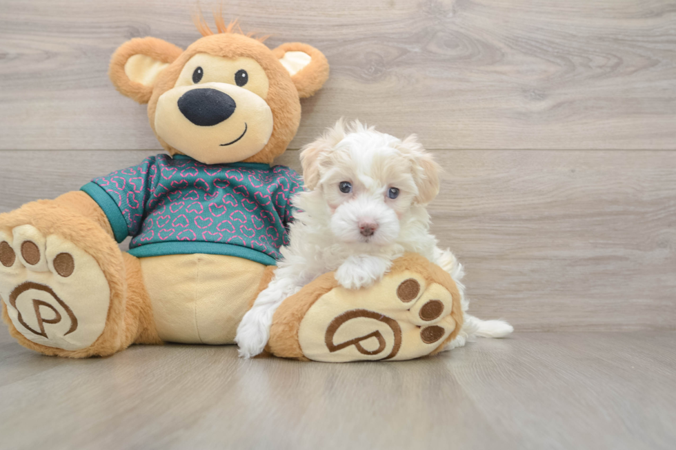 Adorable Maltese Poodle Poodle Mix Puppy