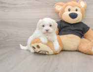 7 week old Maltipoo Puppy For Sale - Seaside Pups