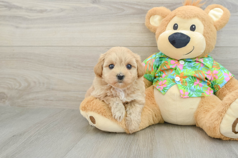 7 week old Maltipoo Puppy For Sale - Seaside Pups