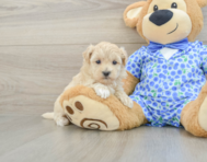8 week old Maltipoo Puppy For Sale - Seaside Pups