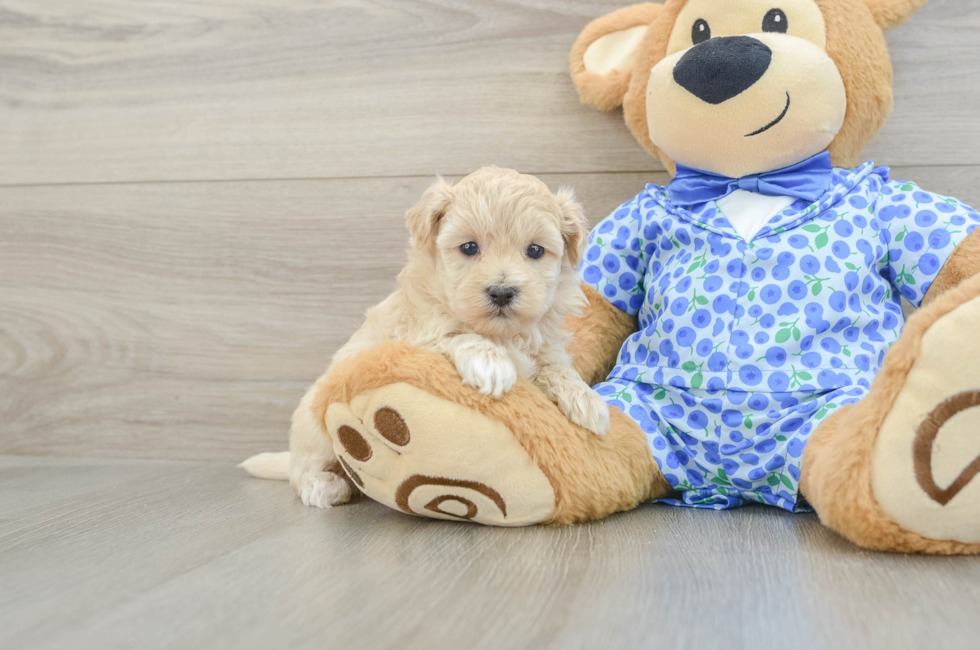 5 week old Maltipoo Puppy For Sale - Seaside Pups