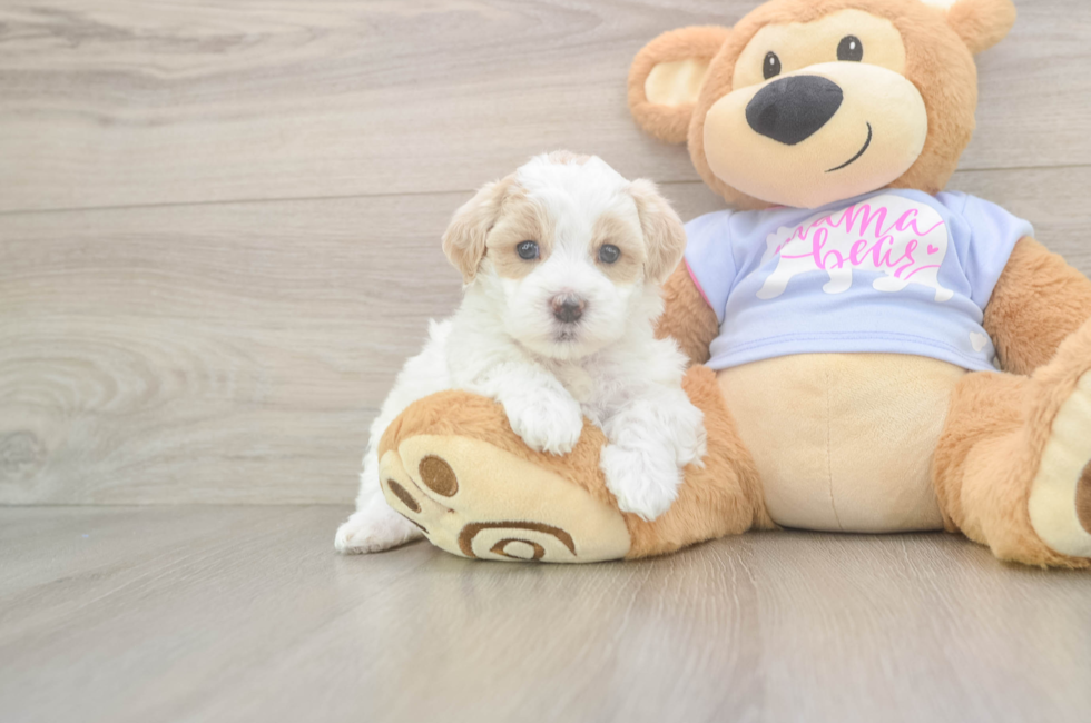 5 week old Maltipoo Puppy For Sale - Seaside Pups