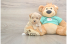 Popular Maltipoo Poodle Mix Pup