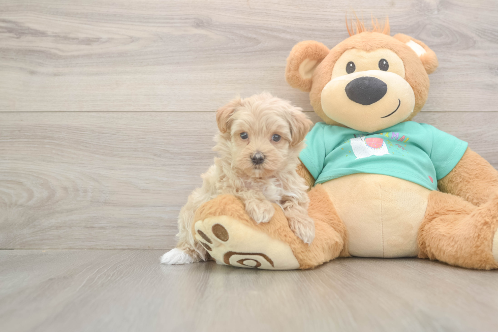 Popular Maltipoo Poodle Mix Pup