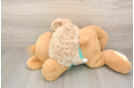 Maltipoo Puppy for Adoption