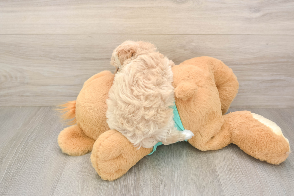 Maltipoo Puppy for Adoption