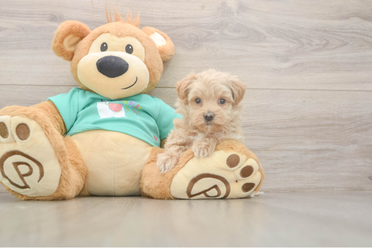 Funny Maltipoo Poodle Mix Pup