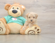 9 week old Maltipoo Puppy For Sale - Seaside Pups