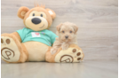 Funny Maltipoo Poodle Mix Pup
