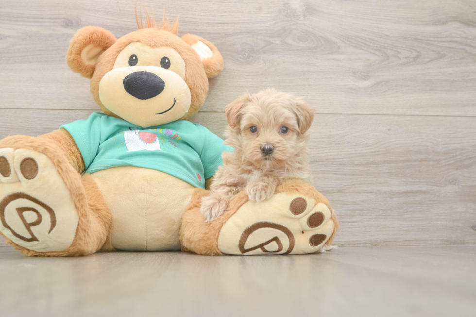 Funny Maltipoo Poodle Mix Pup