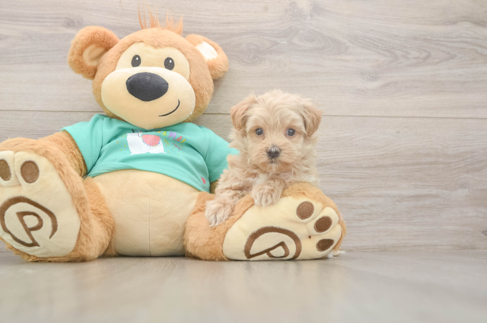 5 week old Maltipoo Puppy For Sale - Seaside Pups