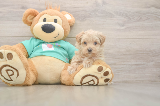 Funny Maltipoo Poodle Mix Pup