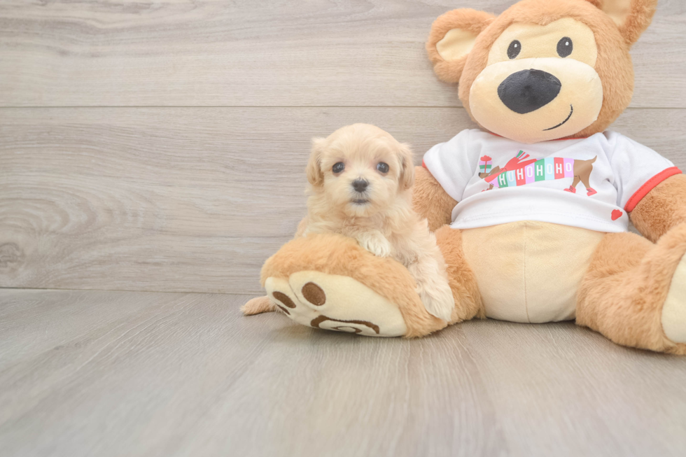 Hypoallergenic Maltese Poodle Poodle Mix Puppy