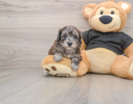 8 week old Maltipoo Puppy For Sale - Seaside Pups