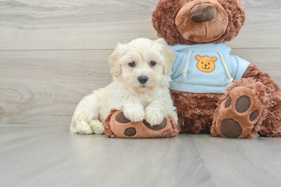 Maltipoo Pup Being Cute