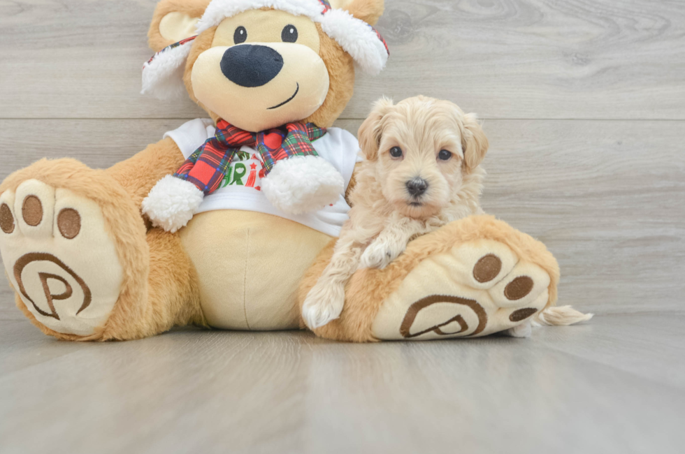 6 week old Maltipoo Puppy For Sale - Seaside Pups