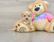 8 week old Maltipoo Puppy For Sale - Seaside Pups