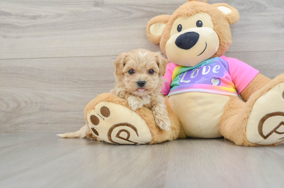 6 week old Maltipoo Puppy For Sale - Seaside Pups