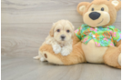 Maltipoo Pup Being Cute