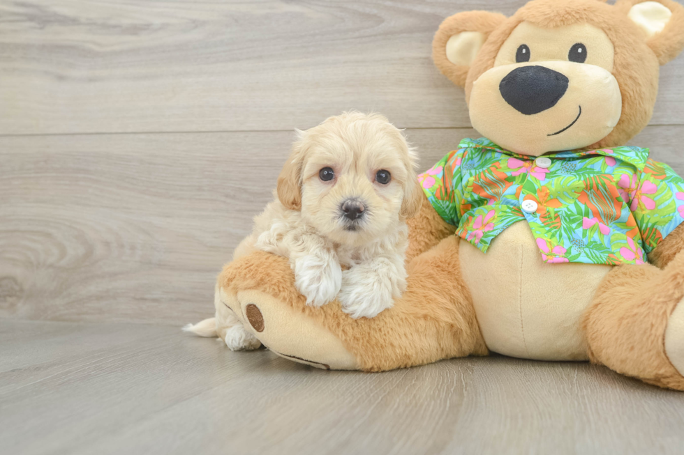 Maltipoo Pup Being Cute