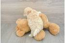 Best Maltipoo Baby