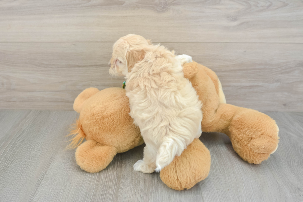 Best Maltipoo Baby