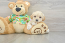 Little Maltidoodle Poodle Mix Puppy