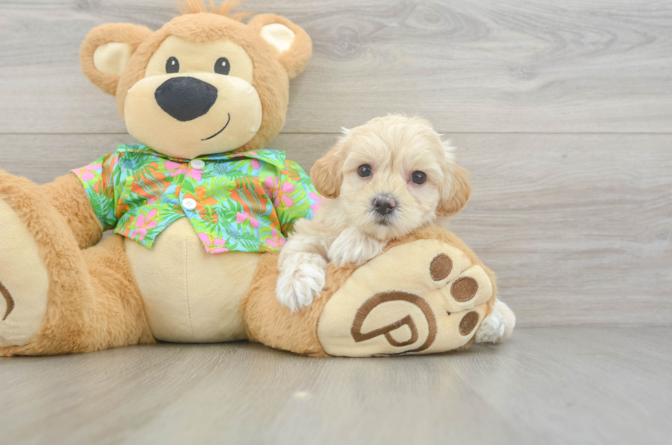 6 week old Maltipoo Puppy For Sale - Seaside Pups