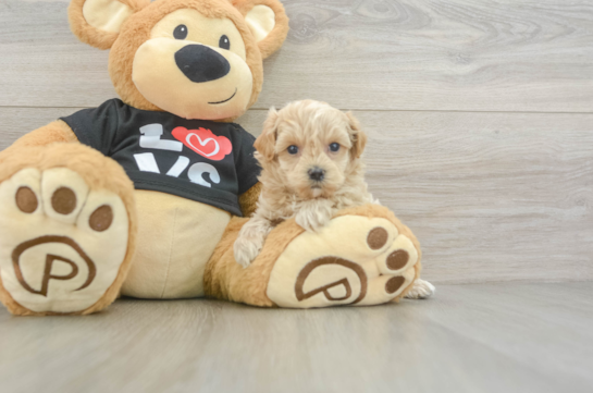 Best Maltipoo Baby