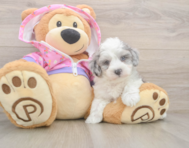 7 week old Maltipoo Puppy For Sale - Seaside Pups