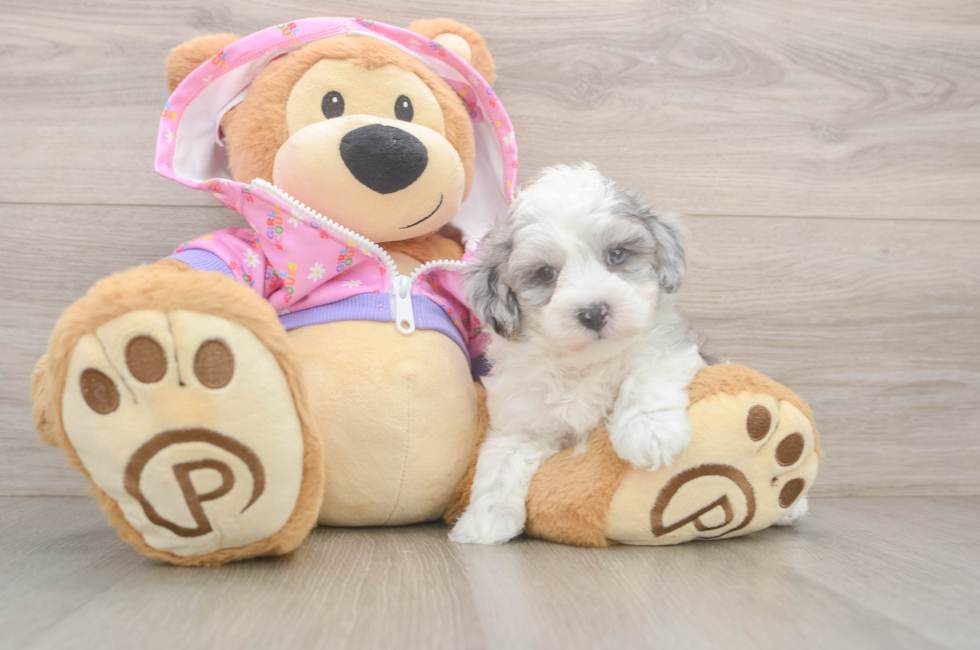 6 week old Maltipoo Puppy For Sale - Seaside Pups