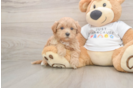 Maltipoo Puppy for Adoption