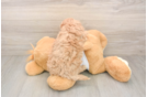 Maltipoo Puppy for Adoption