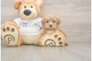 Small Maltipoo Baby