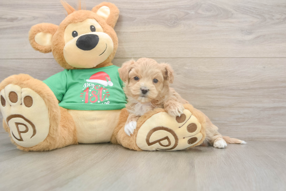Maltipoo Pup Being Cute