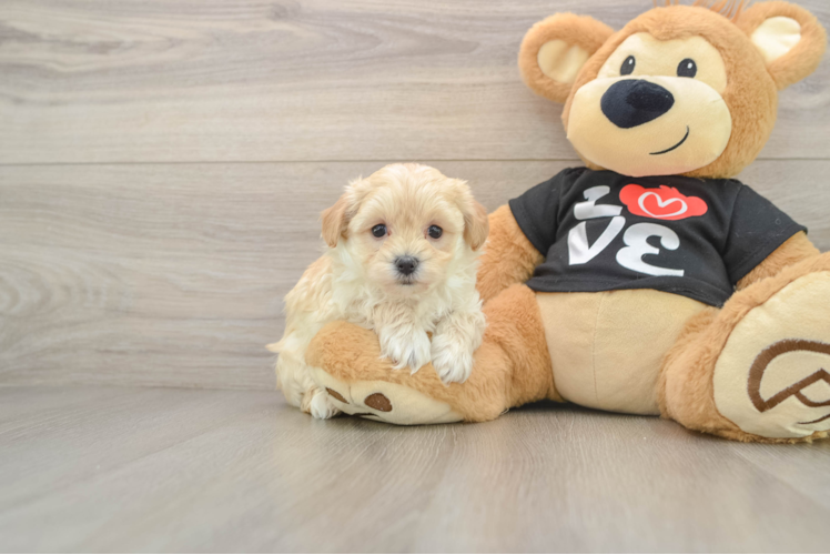 Maltipoo Puppy for Adoption