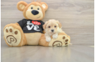 Friendly Maltipoo Baby