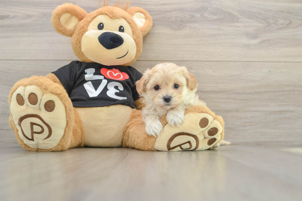 Friendly Maltipoo Baby