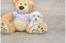 Maltipoo Puppy for Adoption